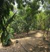 🌿 NHÀ VƯỜN GẦN 5.000M² – VIEW SÔNG CU ĐÊ – KHÔNG GIAN SỐNG XANH TẠI HÒA BẮC