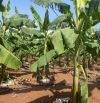 cần bán 3.2 Ha buôn đôn - giáp suối - Eanuol
