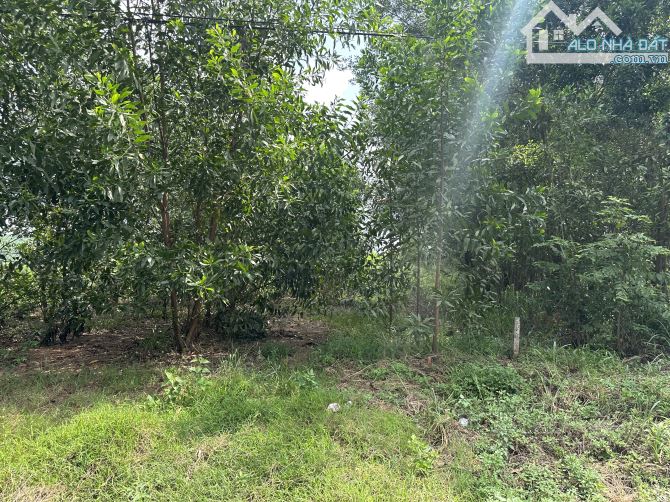 BÁN ĐẤT 1,8HA – XÃ HIẾU LIÊM – ĐƯỜNG ĐẤT 7M – ĐIỆN LƯỚI NHÀ NƯỚC - 2