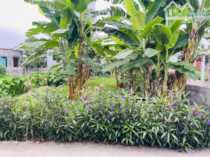 Bán đất Thấp Linh - Minh Tân - Kiến Thụy - Hải Phòng - 1