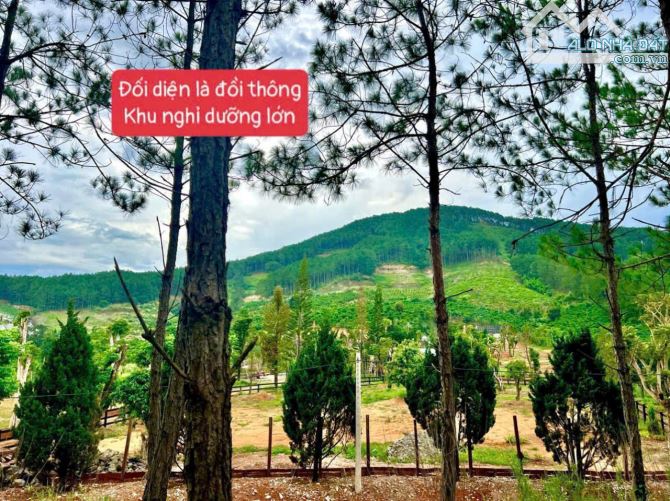 ĐẤT NGHỈ DƯỠNG GIÁP RỪNG THÔNG 15 TUỔI KHÓ TÌM ĐÂY - CÁCH ĐÀ LAT CÓ 15P - CÓ 242M2 THỔ CƯ - 1