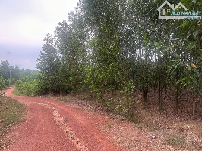 BÁN ĐẤT 1,8HA – XÃ HIẾU LIÊM – ĐƯỜNG ĐẤT 7M – ĐIỆN LƯỚI NHÀ NƯỚC - 1