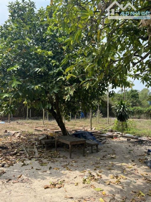 🔥Chủ bán hơn 4 Tỷ DT 1.126m2 thổ cư 300m2 đường xe Tải/ có vườn cây ăn trái xã Trung An - 3