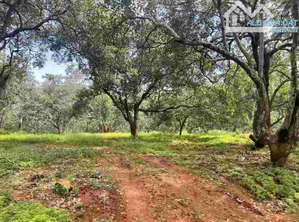 bán nhanh 47.242m2 đất tại tại ấp 1, xã Đồng Tâm, huyện Đồng Phú, tỉnh Bình Phước - 3