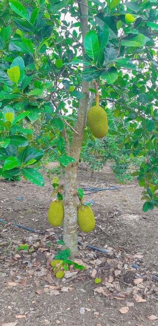 Cần bán 13.739m2 đất phủ hồng đất ở, mặt tiền đến 65m2, sẵn vườn cây, sau lưng có suối - 3