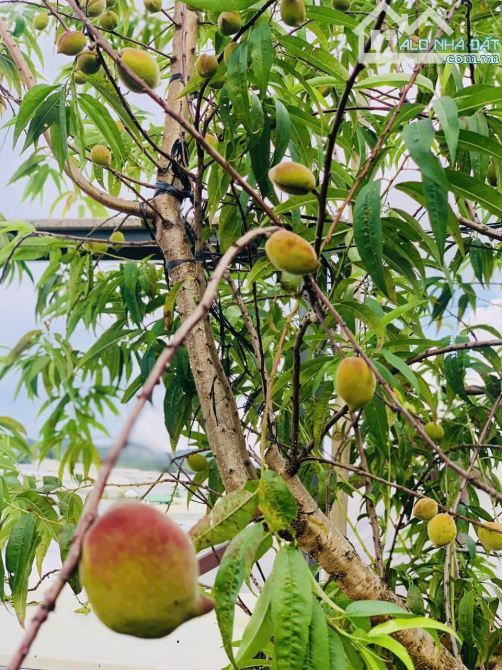 Cần bán Villa/ Biệt Thự Nhà Hẻm Xe Hơi, đường Cù Chính Lan, P.08, Đà Lạt - 31