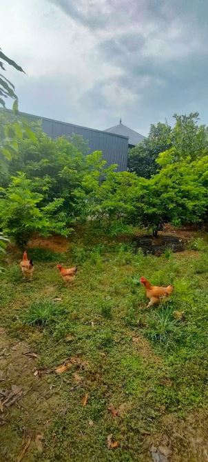 Bán lô biệt thự 860m2 ngay đối diện bệnh viện Đa khoa Đồng Nai - 4