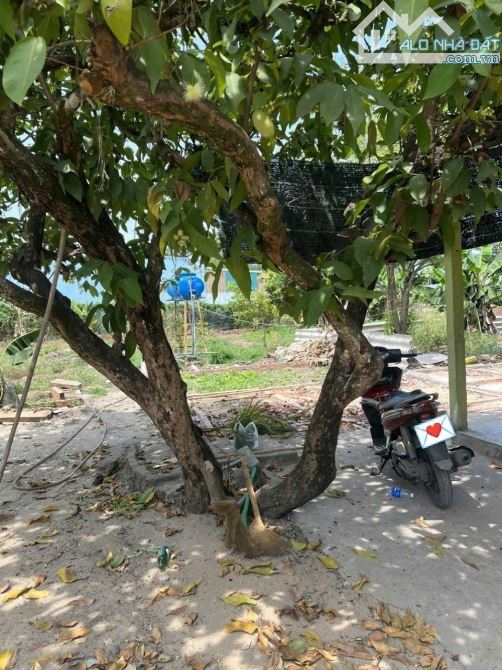 🔥Chủ bán hơn 4 Tỷ DT 1.126m2 thổ cư 300m2 đường xe Tải/ có vườn cây ăn trái xã Trung An - 5