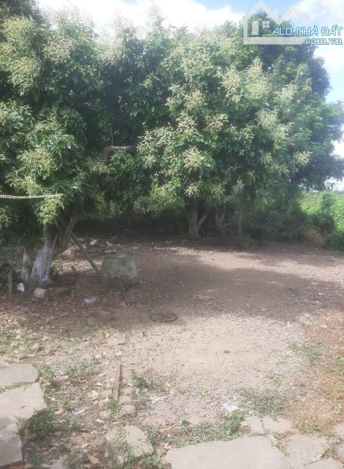 💎 Bán nhà vườn DT 2049m2 khu phố Tân Xã, Phường Long Hòa, Thành Phố Gò Công - 5