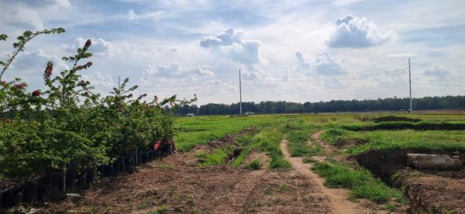 Bà Điểm(XTT-HM) bán 2.462m2 ngang 50m gần đường Dương Công Khi giá 6,4tỷ - 5
