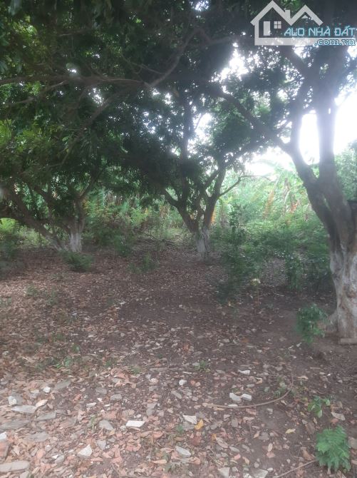 💎 Bán nhà vườn DT 2049m2 khu phố Tân Xã, Phường Long Hòa, Thành Phố Gò Công - 6