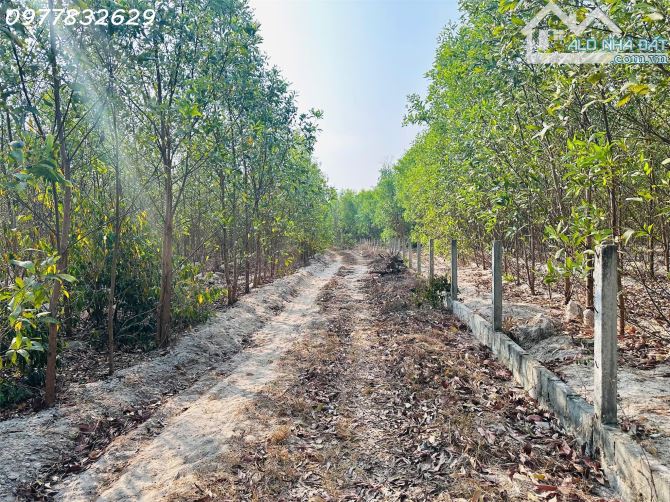 Bán 1000m2 đất Tân Bình, LaGi giá rẻ chỉ 1 tỷ, sổ riêng gần Phạm Thế Hiển