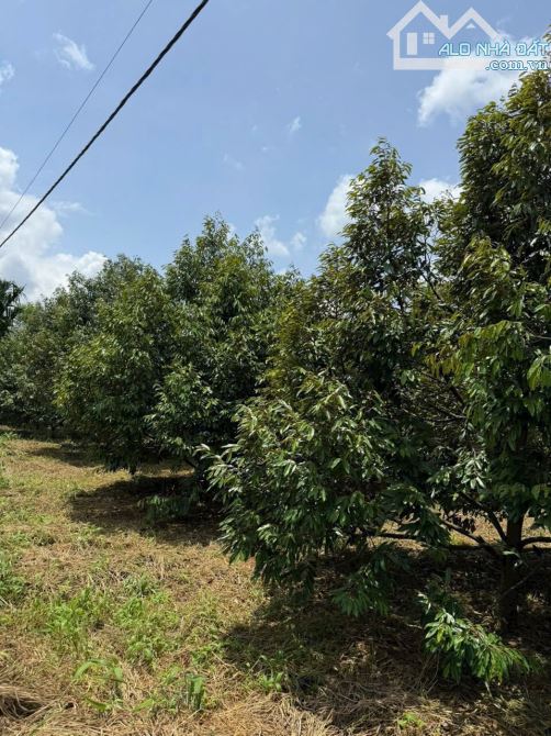 SIÊU RẺ - BÁN 2 SÀO XÃ HOÀ  THUẬN ĐẤT ĐẸP, MẶT TIỀN RỘNG 20M - 1
