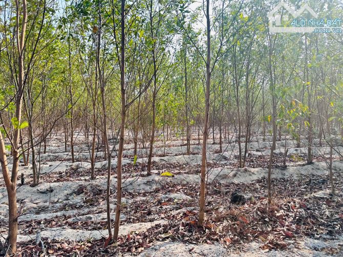 Bán 1000m2 đất Tân Bình, LaGi giá rẻ chỉ 1 tỷ, sổ riêng gần Phạm Thế Hiển - 1