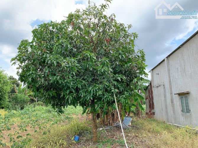 Bán khoảng 2 sào 2 (2200m2) đất xã Bình Ba, huyện Châu Đức, BRVT. - 1