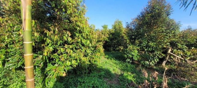 SIÊU RẺ - BÁN 2 SÀO XÃ HOÀ  THUẬN ĐẤT ĐẸP, MẶT TIỀN RỘNG 20M - 2