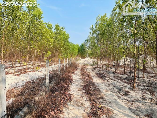 Bán 1000m2 đất Tân Bình, LaGi giá rẻ chỉ 1 tỷ, sổ riêng gần Phạm Thế Hiển - 2