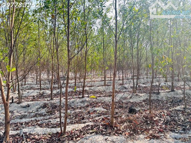 Bán 1000m2 đất Tân Bình, LaGi giá rẻ chỉ 1 tỷ, sổ riêng gần Phạm Thế Hiển - 3