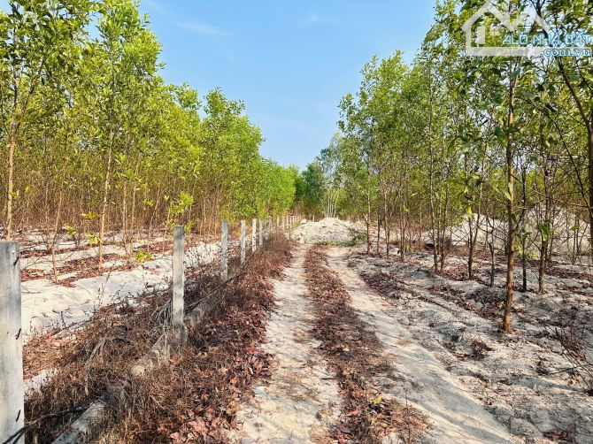 Bán 1000m2 đất Tân Bình, LaGi giá rẻ chỉ 1 tỷ, sổ riêng gần Phạm Thế Hiển - 4