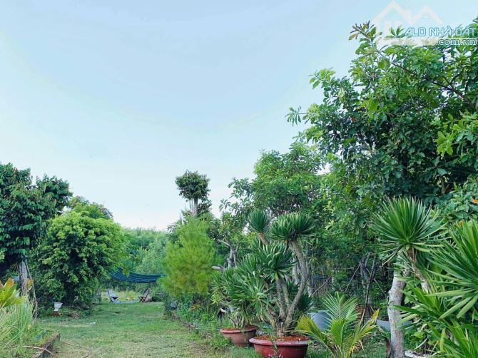📌📌📌LÀM VIỆC TRỰC TIẾP GIÁ TỐT !!!bán lô trồng cây lâu năm hòa phong - 4