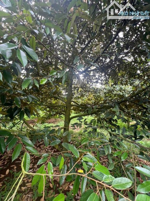 BÁN LÔ ĐẤT SÀO SẦU RIENG ĐẸP TẠI XÃ EATU ĐẦU TƯ HOẶC Ở NGHỈ DƯỠNG ĐỀU TUYỆT VỜI - 6