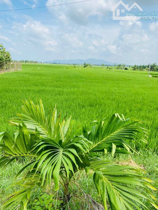 ĐẤT XÃ ĐẤT ĐỎ -TP HỒ CHÍ MINH LÔ GÓC 1042M THỔ CƯ 100M VIEW RUỘNG LÚA GIÁ 2,6 TRIỆU/M2 - 6