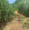 bán đất làm trang trại, nhà vườn 1,4 hecta view Hồ giá chỉ 950tr, xã Diên Tân, Diên Khánh