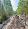 Bán 1000m2 đất Tân Bình, LaGi giá rẻ chỉ 1 tỷ, sổ riêng gần Phạm Thế Hiển