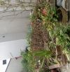 Đất nền36m2 ngõ 3 gác. So vuông giá dầu tư 2,7ty ,40m ô tô tránh