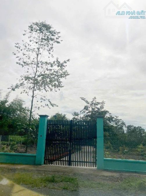 Đất Nở hậu Đường 8m thông 1851m2 – Cây Gỗ CC