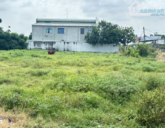 Bán Đất Hóc Môn -5000 M2 ( 55 x 100m) Đường 8 -  Chỉ 79 Tỷ. - 2