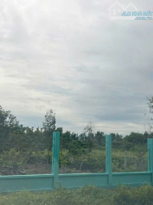 Đất Nở hậu Đường 8m thông 1851m2 – Cây Gỗ CC - 1