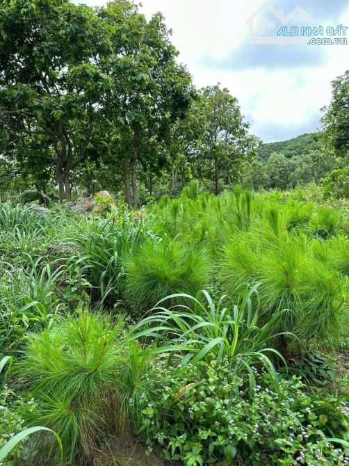 LÔ ĐẤT VƯỜN CỰC RỘNG NGAY CHÂN NÚI XÃ LONG ĐIỀN -TP HCM 📐Diện tích 13000m2 mặt tiền đường - 2