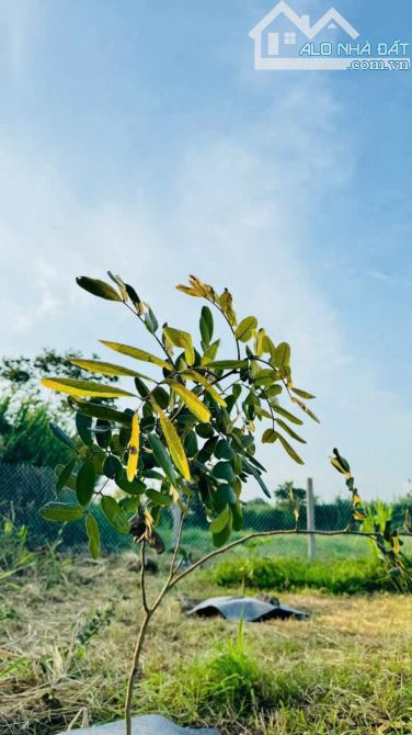 845m2 vườn cây ngay QL55 VIEW ÔM TRỌN CÁNH ĐỒNG LÚA🌾🌾 --- 🌈DT: 845m2; sẵn 80m thổ cư ✅ - 4
