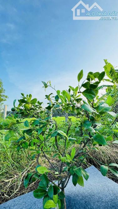 845m2 vườn cây ngay QL55 VIEW ÔM TRỌN CÁNH ĐỒNG LÚA🌾🌾 --- 🌈DT: 845m2; sẵn 80m thổ cư ✅ - 9