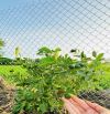 845m2 vườn cây ngay QL55 VIEW ÔM TRỌN CÁNH ĐỒNG LÚA🌾🌾 --- 🌈DT: 845m2; sẵn 80m thổ cư ✅