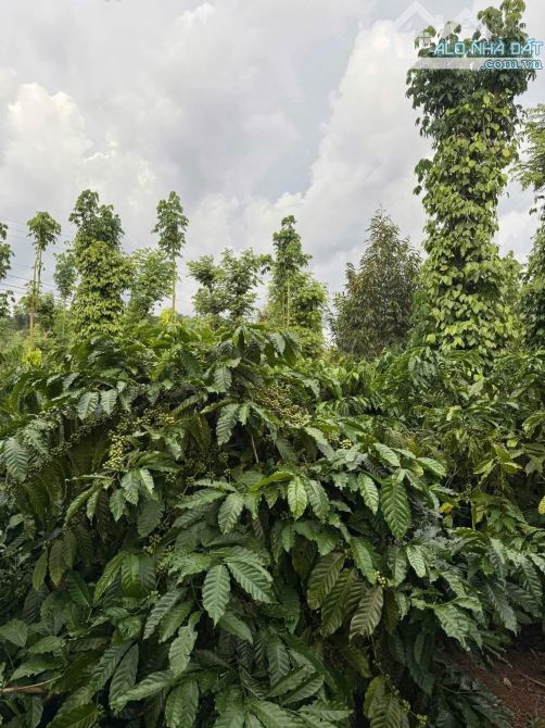 Hơn 5 sào đất liên kết mặt tiền đường nhựa Eatieu cũ