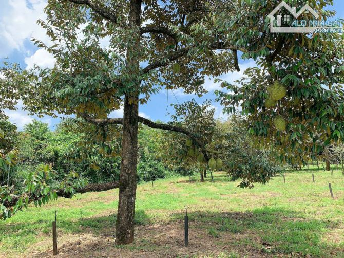Cần bán vườn trái cây 5681 m2 view suối tuyệt đẹp, mặt tiền nhựa xe hơi đến 56m, phủ hồng