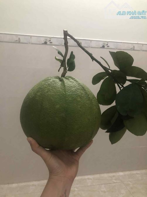 🏡Cần bán nhà mặt tiền đường Huyền Trân Công Chúa, phường 8, TP Vũng Tàu, nay là phường Ta