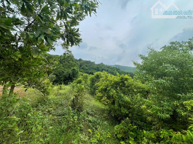Bán 2.35ha đất hỗn hợp thổ cư đất vườn bám suối View cánh đồng tại Lương Sơn, Hòa Bình - 10