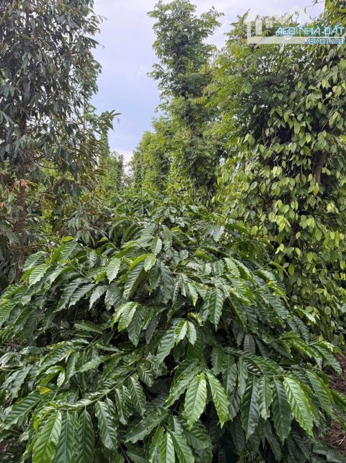 Hơn 5 sào đất liên kết mặt tiền đường nhựa Eatieu cũ - 1