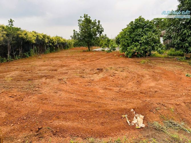 LÔ ĐẤT VƯỜN CÂY ĂN TRÁI GẦN TỈNH LÔ & CAO TỐC, PHỦ HỒNG, GIÁ CỰC RẺ - 1