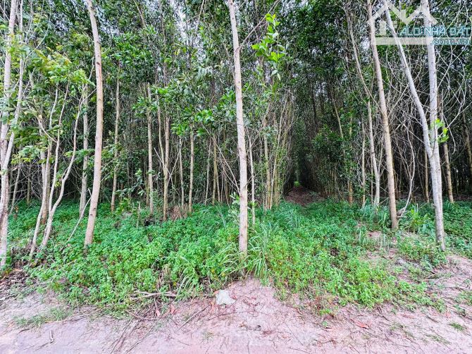 Bán 1009m2 đất Tân Bình, Thị xã LaGi gần sông dinh giá rẻ 1 tỷ sổ riêng - 1