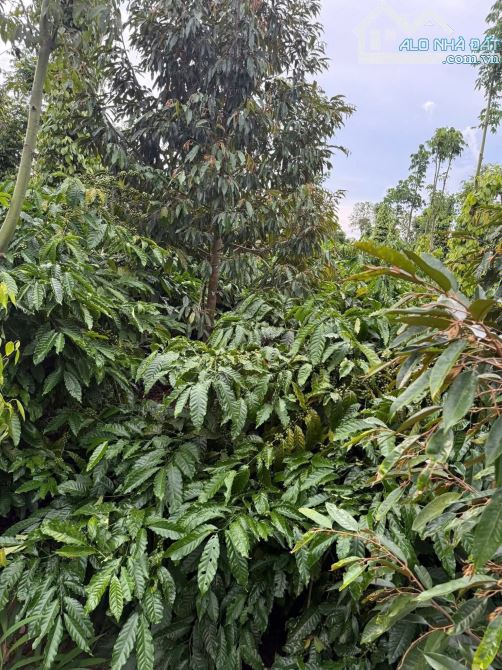 Hơn 5 sào đất liên kết mặt tiền đường nhựa Eatieu cũ - 2