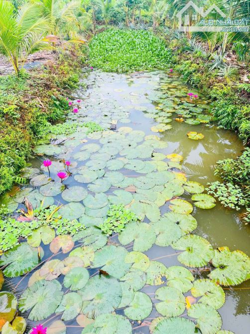 Bán gấp nền thổ nhà vườn Vĩnh Thanh Nhơn Trạch giá rẻ 4,6TY/1850M. SR chính chủ, đường 6m - 2