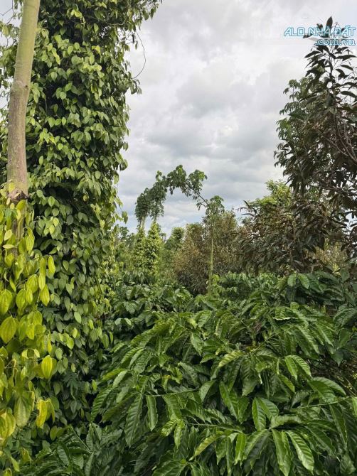 Hơn 5 sào đất liên kết mặt tiền đường nhựa Eatieu cũ - 3