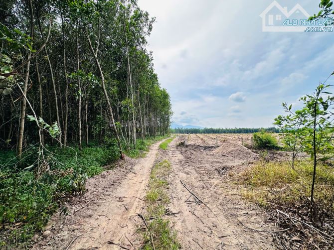 Bán 1009m2 đất Tân Bình, Thị xã LaGi gần sông dinh giá rẻ 1 tỷ sổ riêng - 3