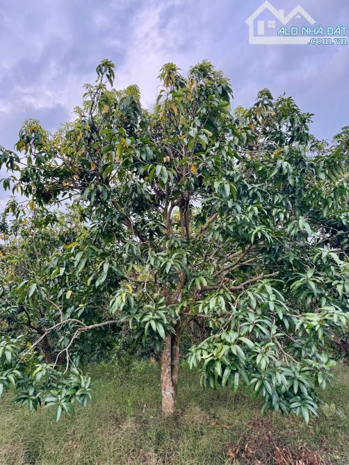 🔴Bán 2.6 Sào Đất Trồng Xoài Ngay Chợ Xã Phú Lý, Giá 1.5 Tỷ Thương Lượng - 3