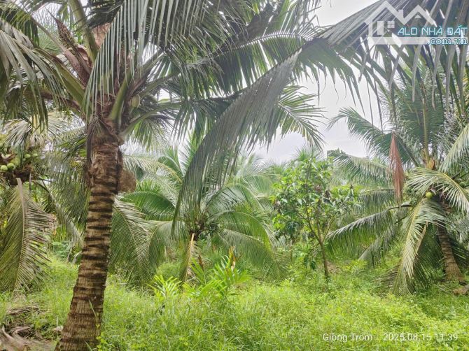 Bán vườn dừa xiêm 10.000m2 đường oto - 3