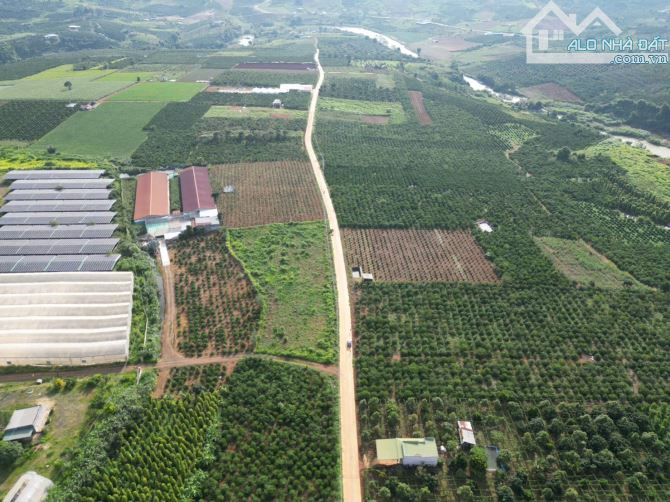 Cần bán 20 nền F0 xã Tân Hội Lâm đồng giá rẻ - 3